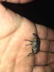 Cactophagus spinolae validus