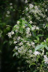Trachelospermum asiaticum
