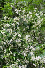 Trachelospermum asiaticum