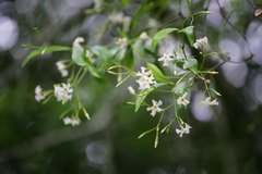 Trachelospermum asiaticum