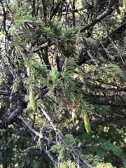 Picea glauca