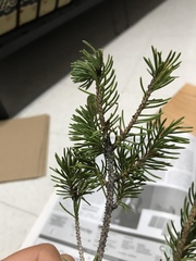 Picea glauca