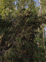 Picea glauca