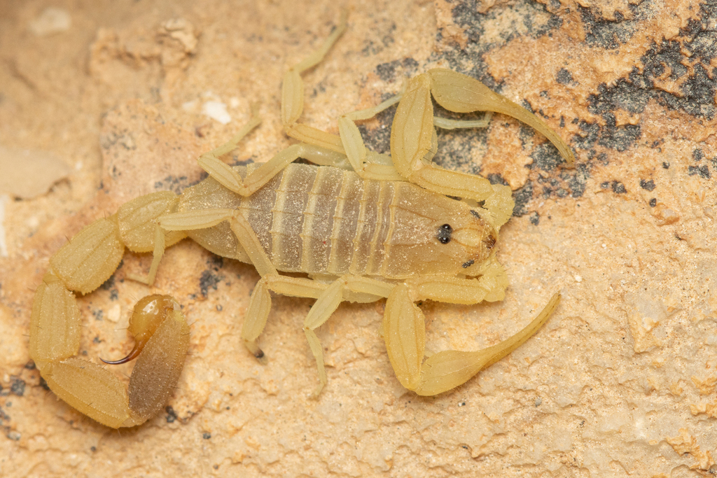 Compsobuthus levyi