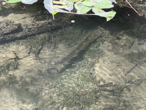 Salmo trutta