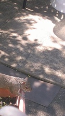 Sciurus carolinensis