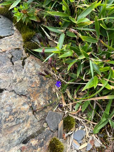 Alishan gentian (Gentiana arisanensis)