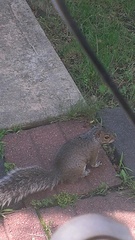 Sciurus carolinensis