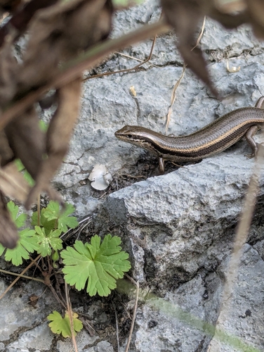 Himalaya Ground Skink, Ablepharus himalayanus