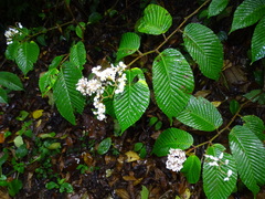 Begonia cooperi