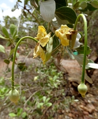 Capparis mitchellii