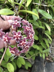 Hoya pubicalyx