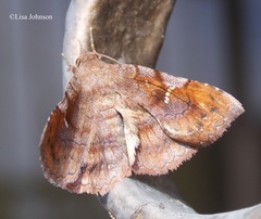 Azeta repugnalis