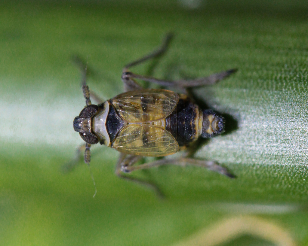 Rey's planthopper