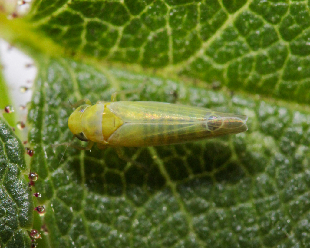 Edwardsiana rhodophila