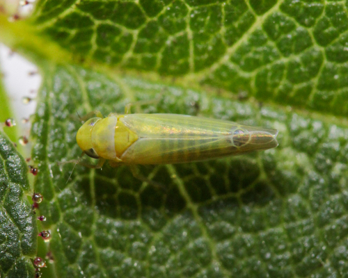 Edwardsiana rhodophila