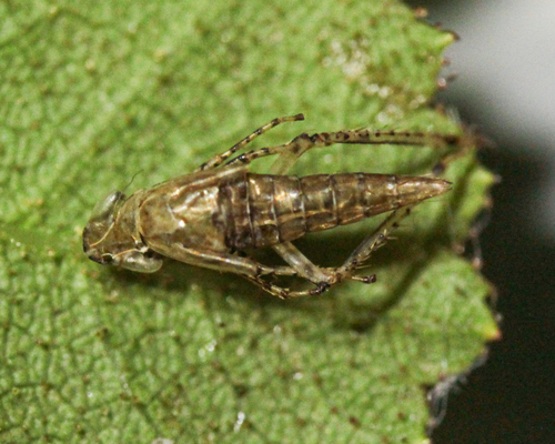 Parapotes reticulatus