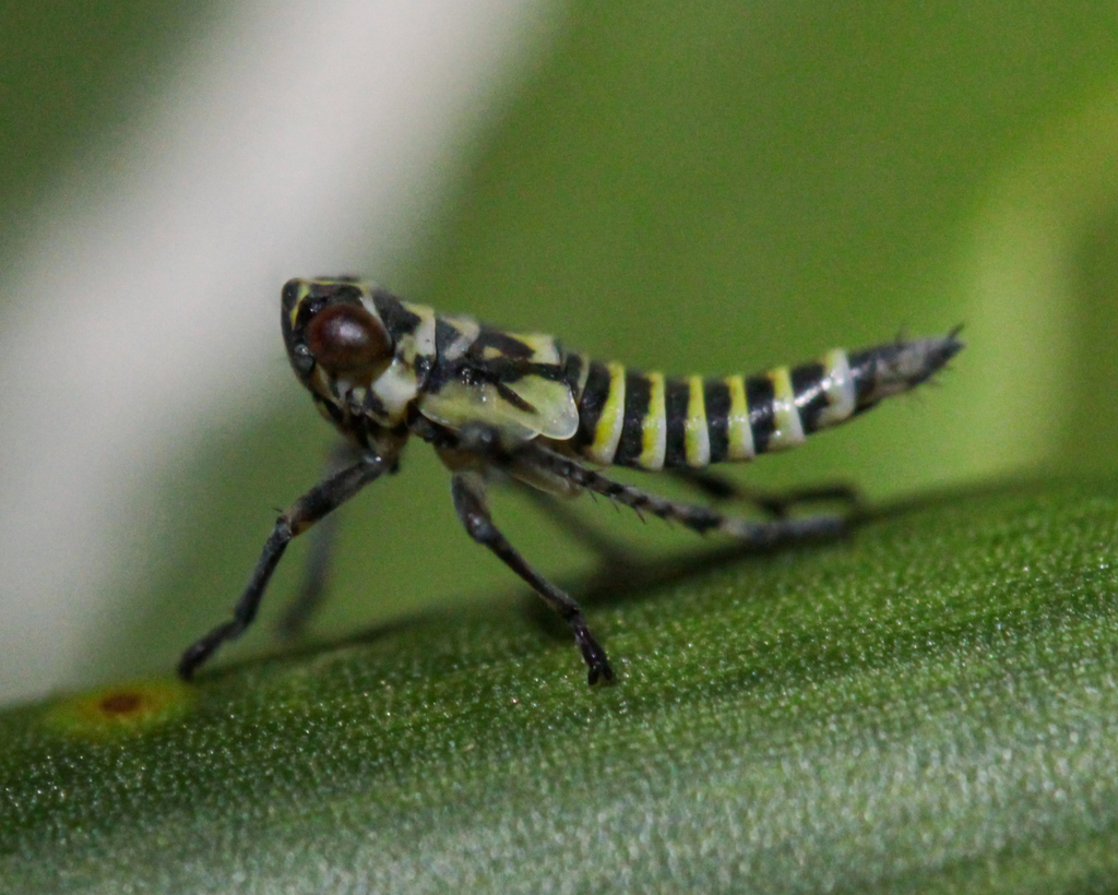 Coryphaelus gyllenhalii