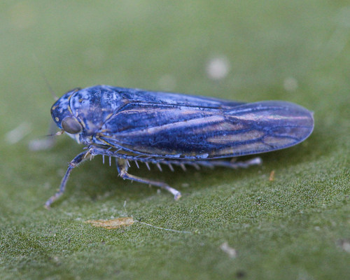 Macrosteles cyane