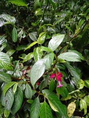 Drymonia conchocalyx