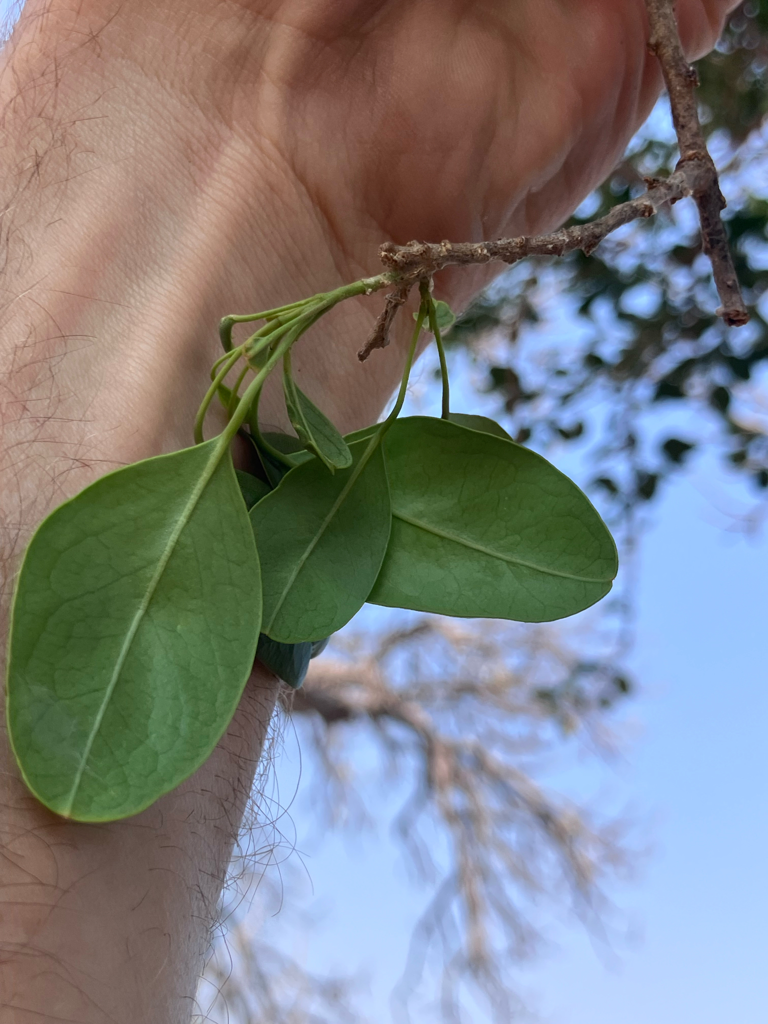 Beadbean (Maerua angolensis)