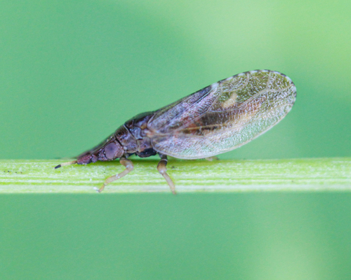 Rush Psyllid