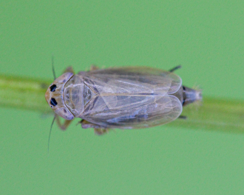 Deltocephalus maculiceps
