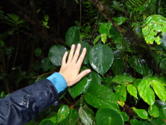 Peperomia hernandiifolia