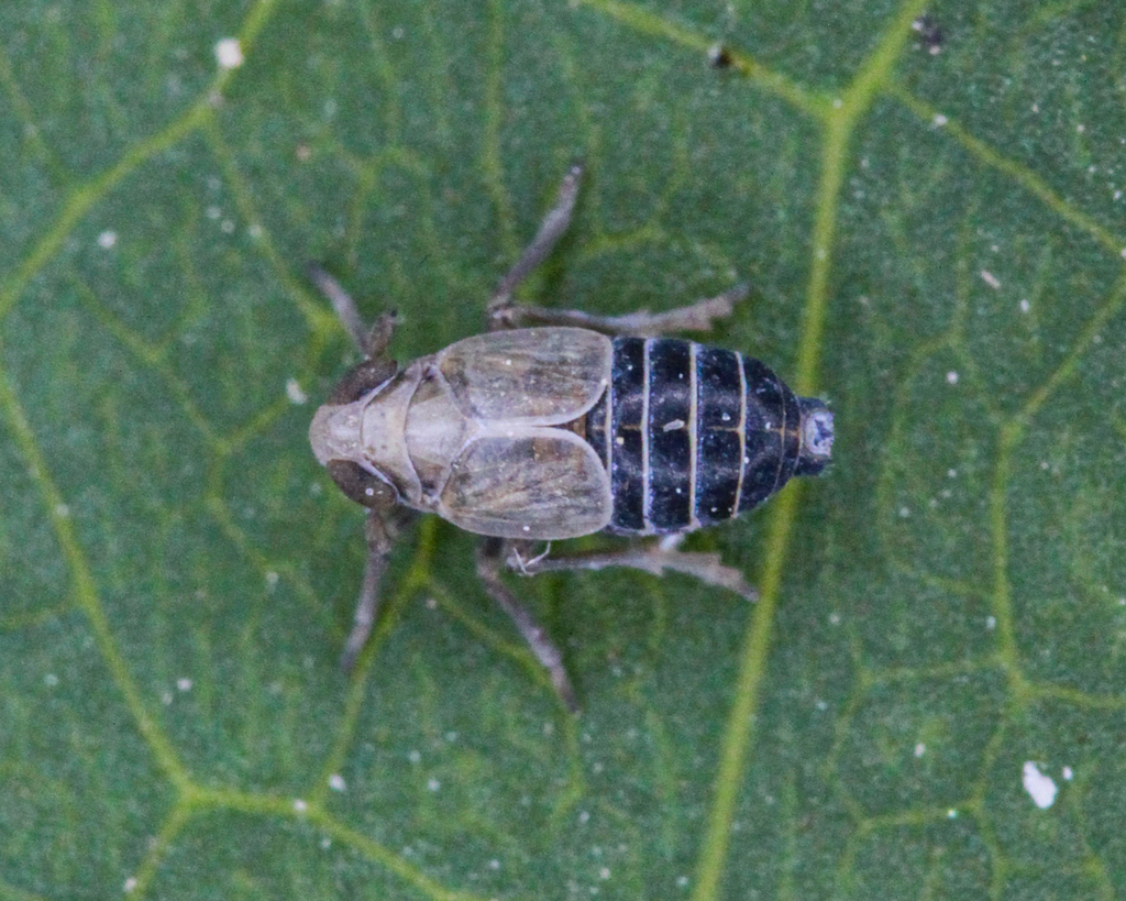 Kosswigianella exigua
