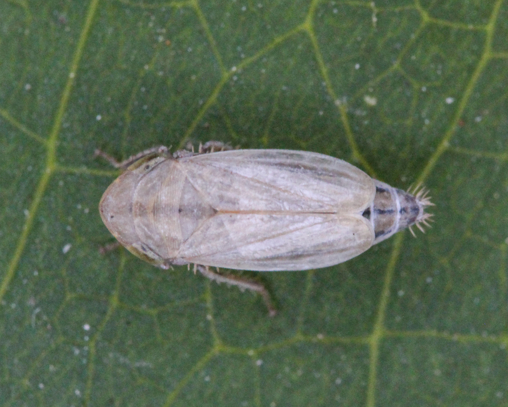 Rhytistylus proceps