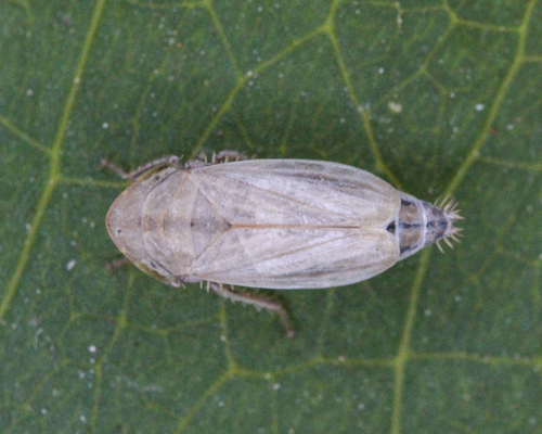 Rhytistylus proceps