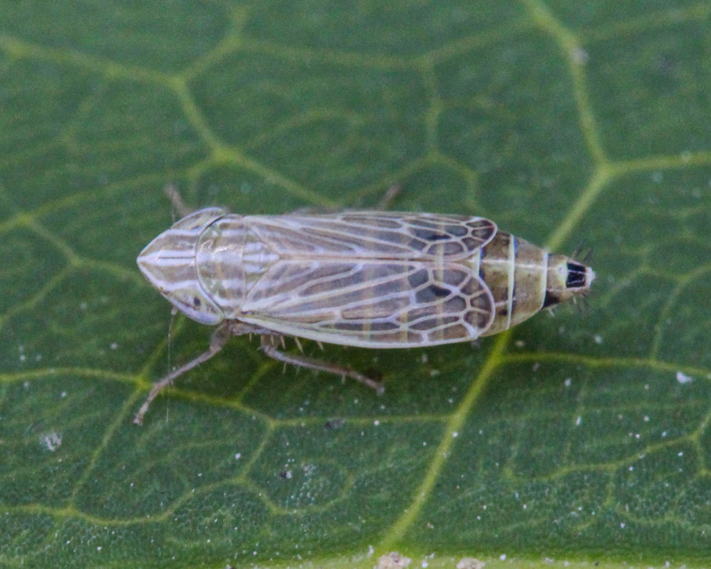 Arocephalus punctum