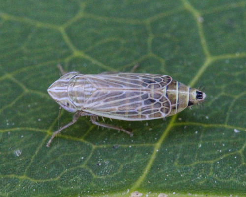 Arocephalus punctum