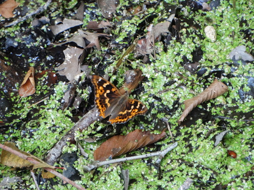 Apatura ilia
