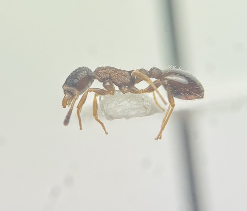 Temnothorax kubiraTemnothorax kubira