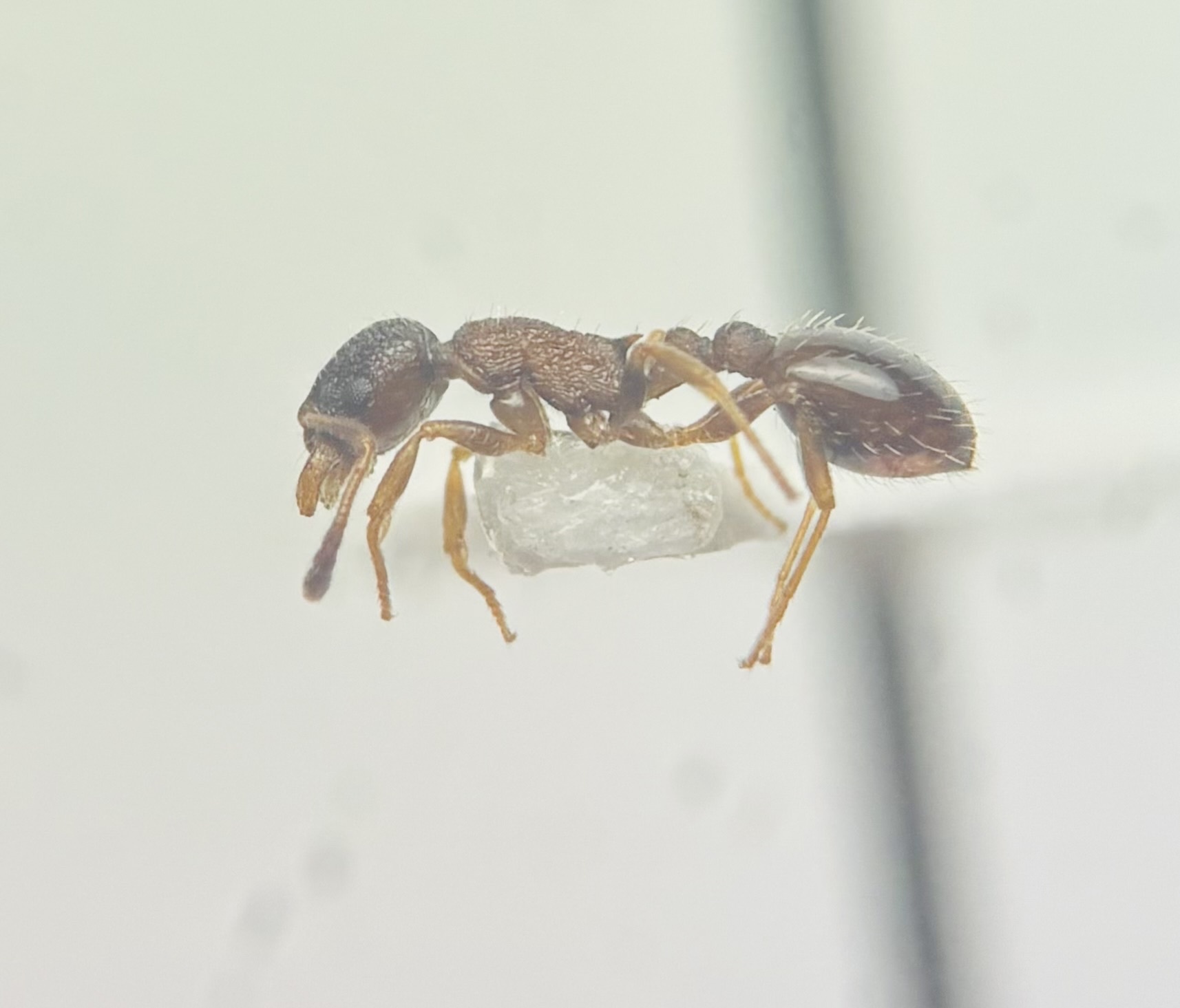 Temnothorax kubira