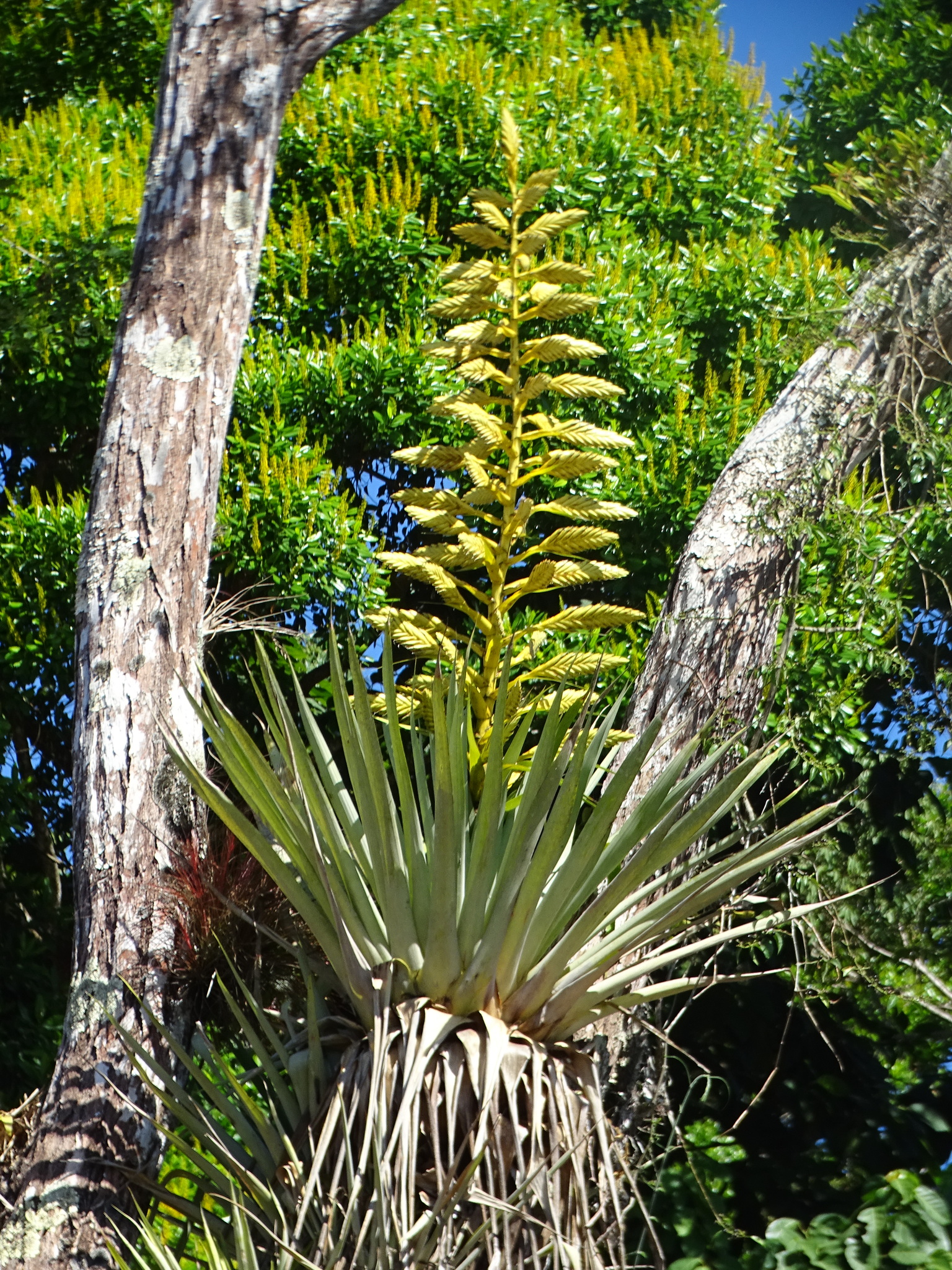 Tillandsia oerstediana · iNaturalist