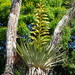 Tillandsia oerstediana - Photo (c) Bruce Holst,  זכויות יוצרים חלקיות (CC BY-NC), הועלה על ידי Bruce Holst