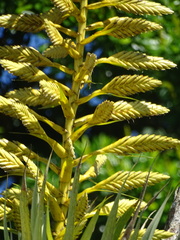 Tillandsia oerstediana