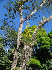 Tillandsia oerstediana