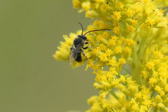Melissodes illatus