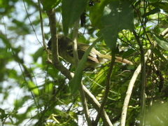 Phylloscartes ventralis