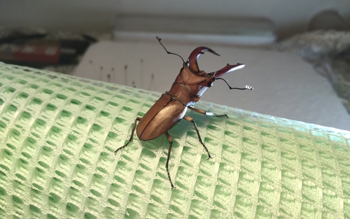 Cyclommatus mniszechi
