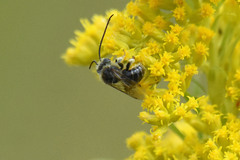 Melissodes illatus