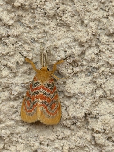 Euproctoides acrisia