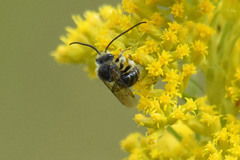 Melissodes illatus
