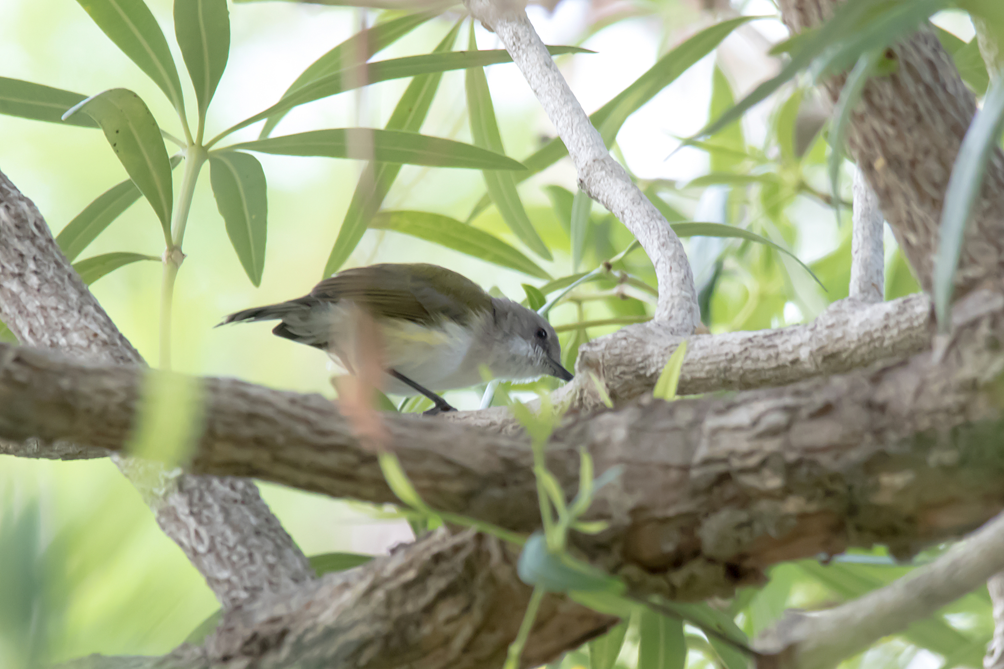 Green-backed Gerygone illustration
