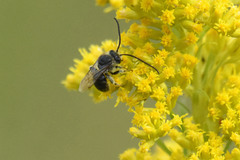 Melissodes illatus