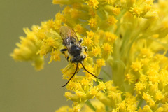 Melissodes illatus