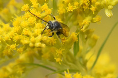 Melissodes illatus